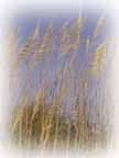 coastal sea grass